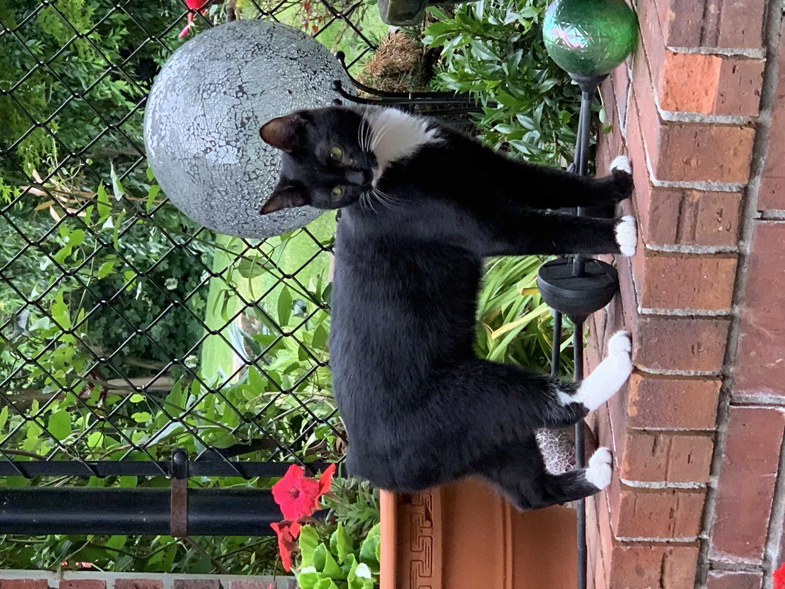 Lost cat in Carrollton, GA, 30116