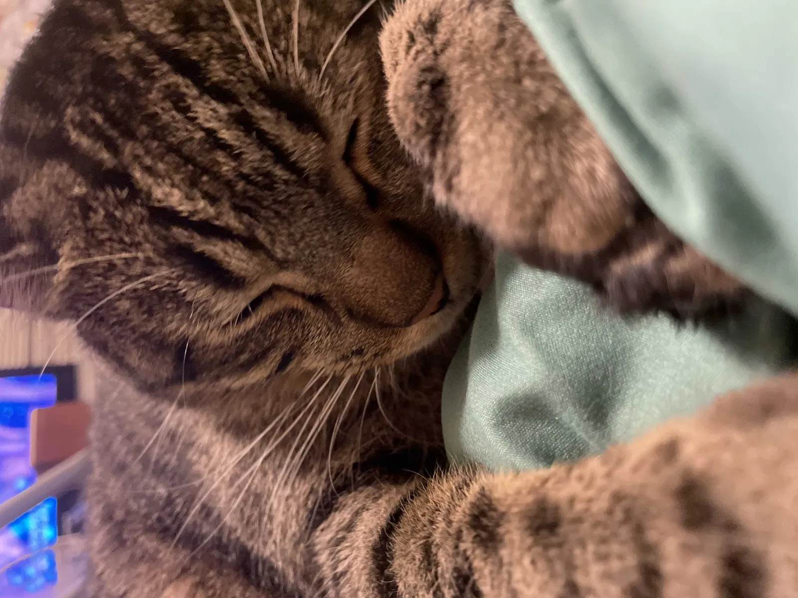 Lost cat in Lafayette, LA, 70507