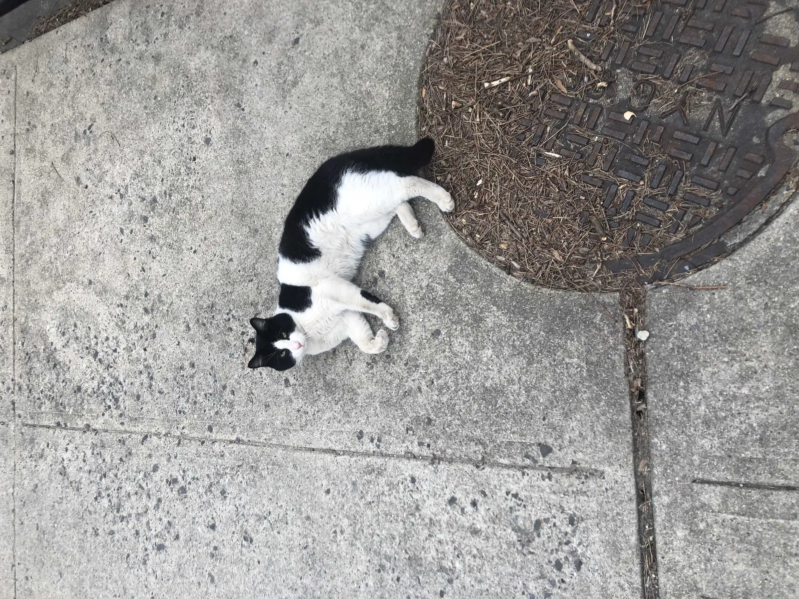 Found cat in Bronx, NY, 10472