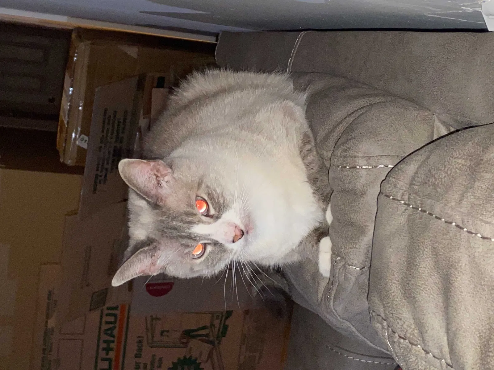 Lost cat in Browns Mills, NJ, 8015