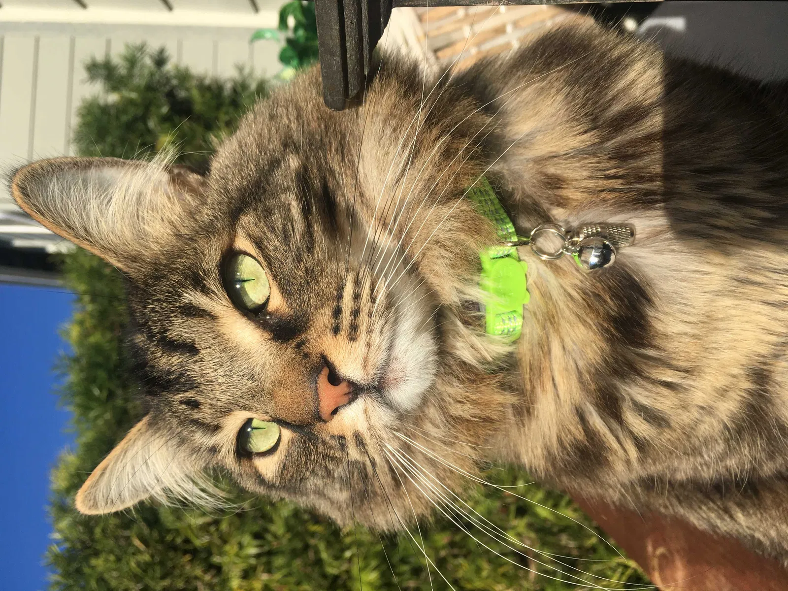 Lost cat in Redwood City, CA, 94065