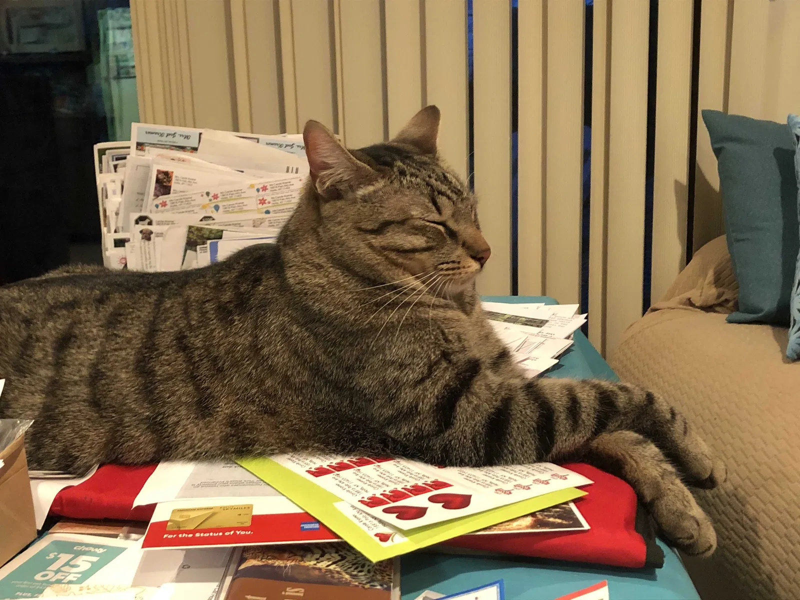 Lost cat in Hollis, NY, 11423