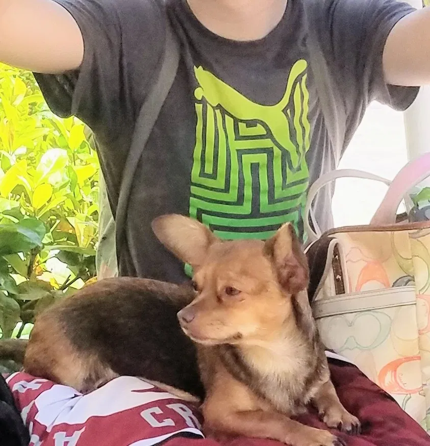 Lost dog in Punta Gorda, FL, 33950