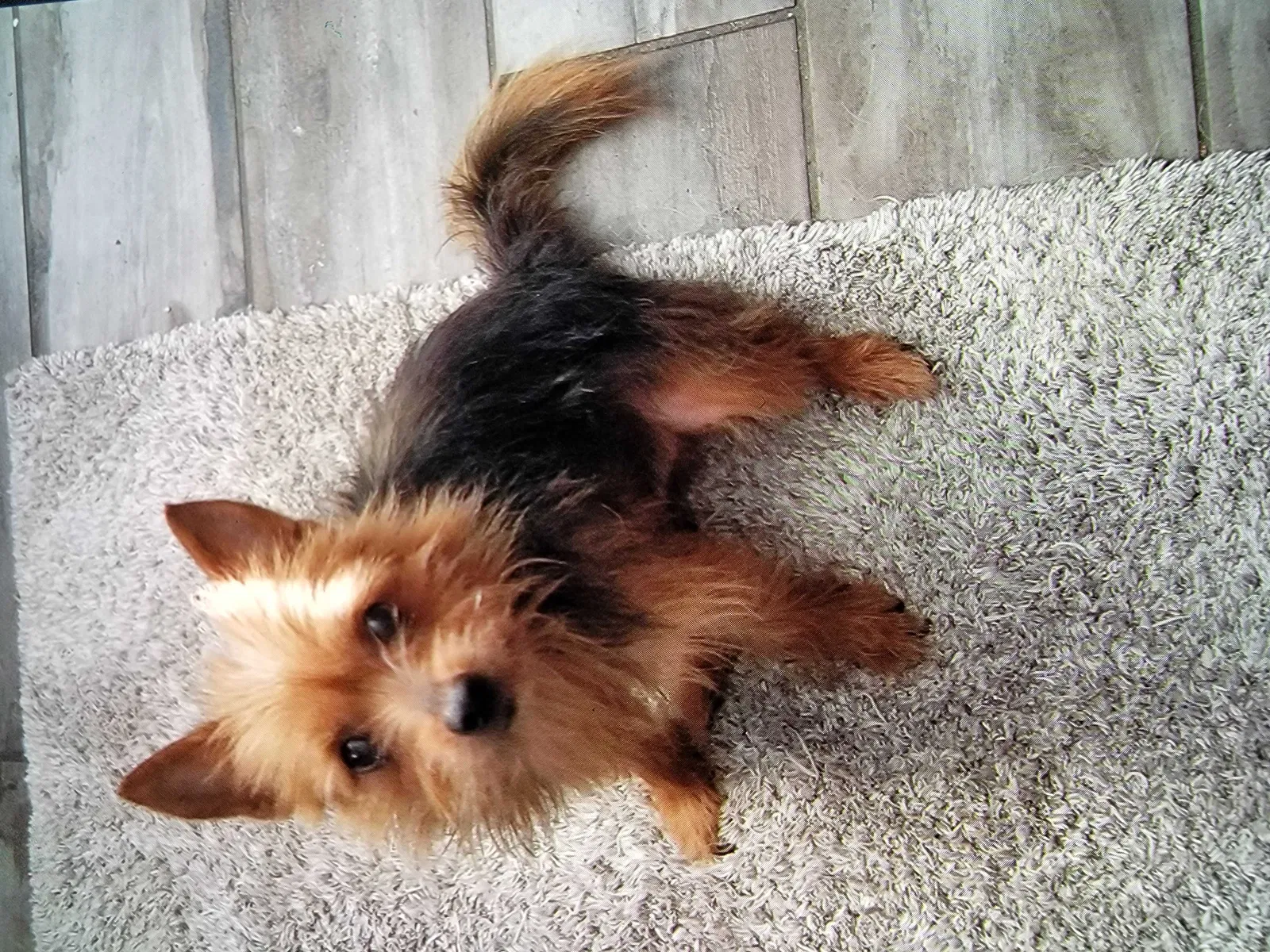Lost dog in Mcallen, TX, 78504