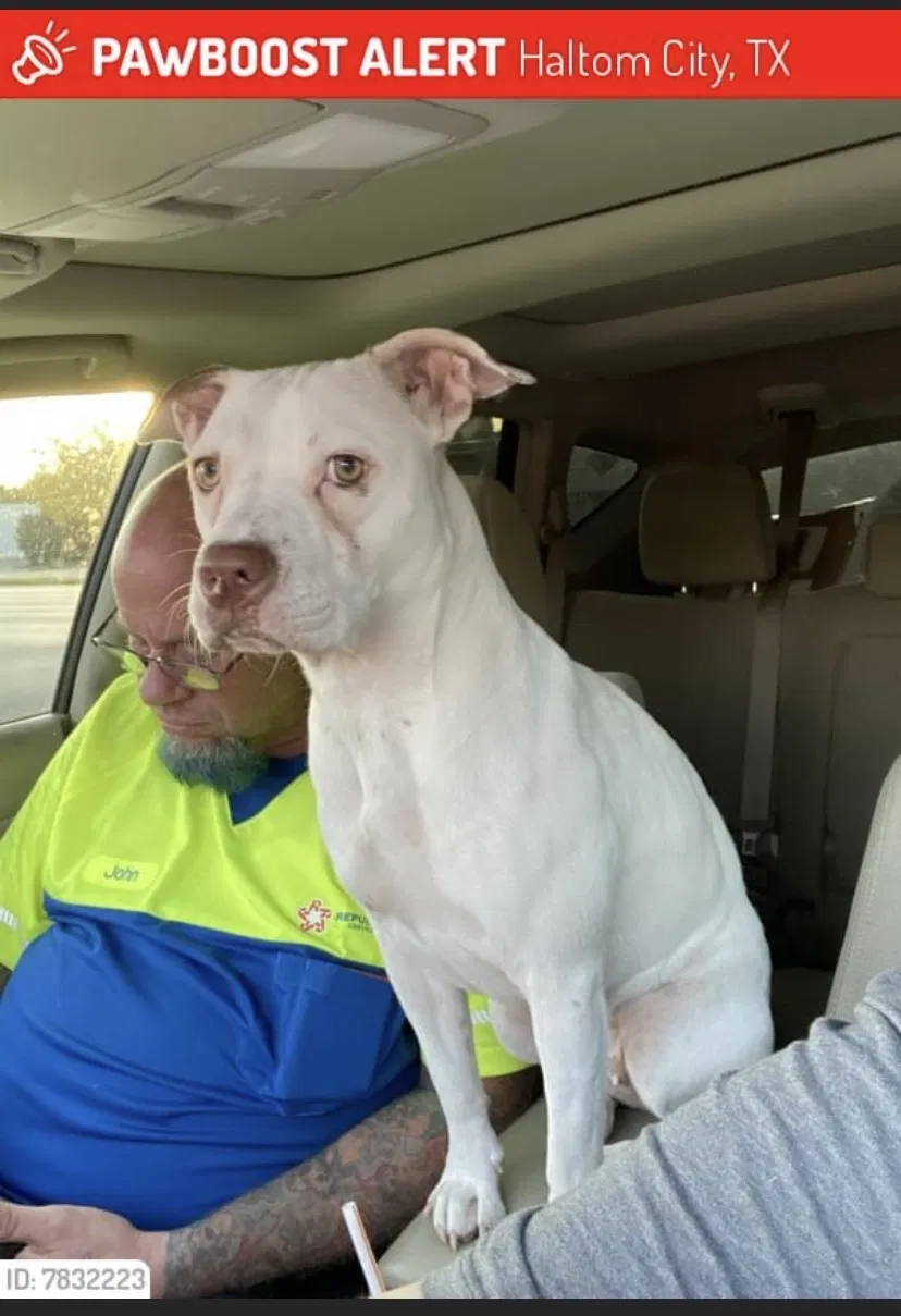 Lost dog in Haltom City, TX, 76117