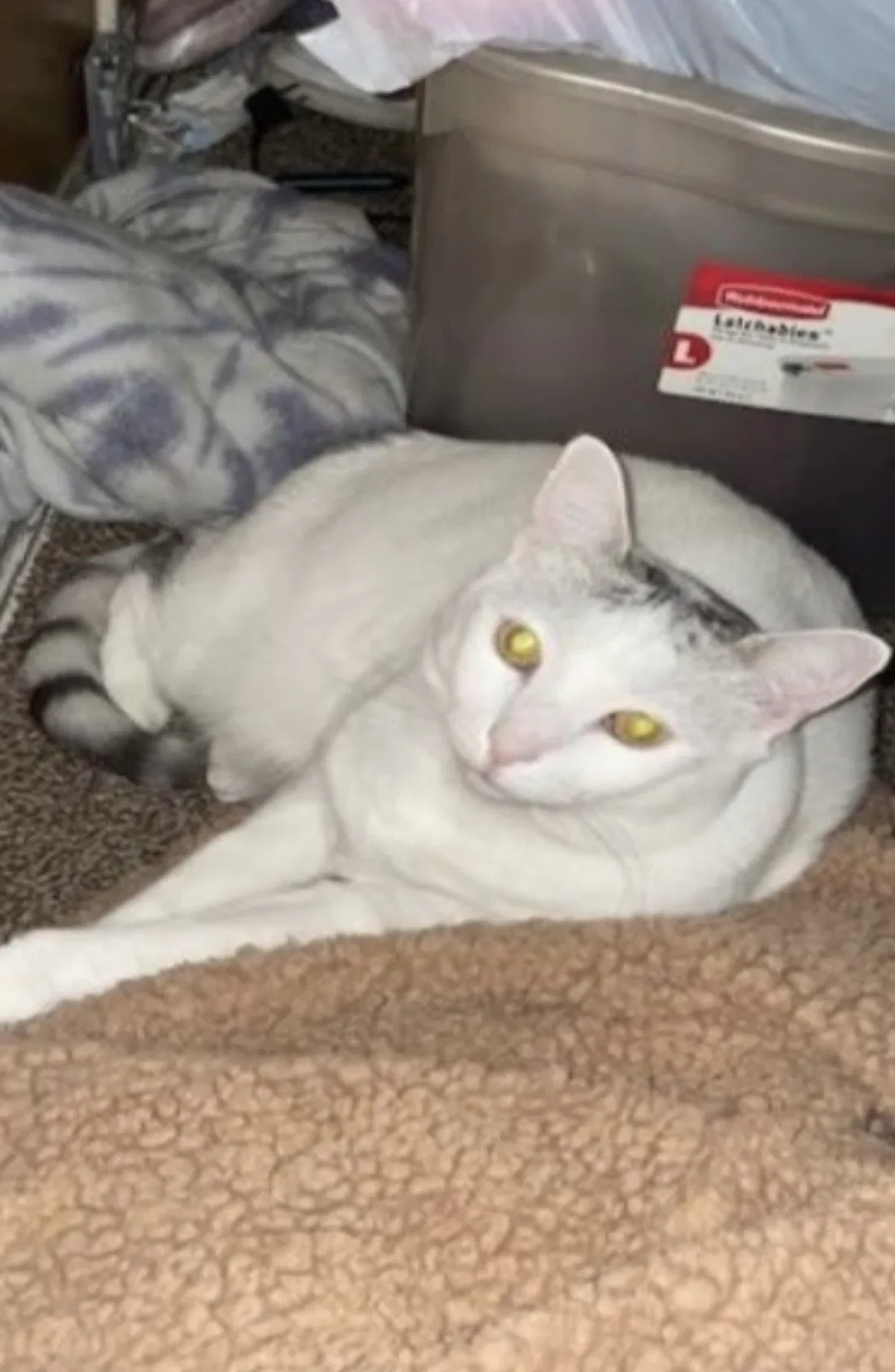 Lost cat in Anaheim, CA, 92801