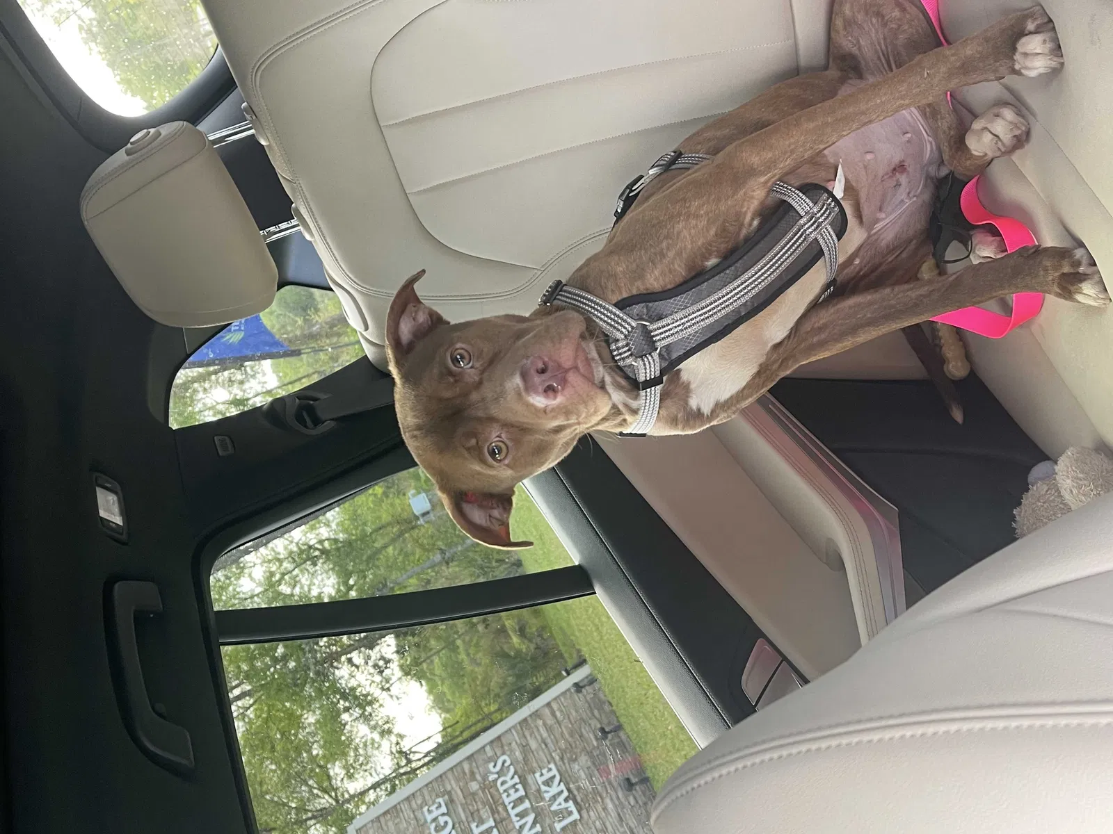 Lost dog in Tampa, FL, 33647