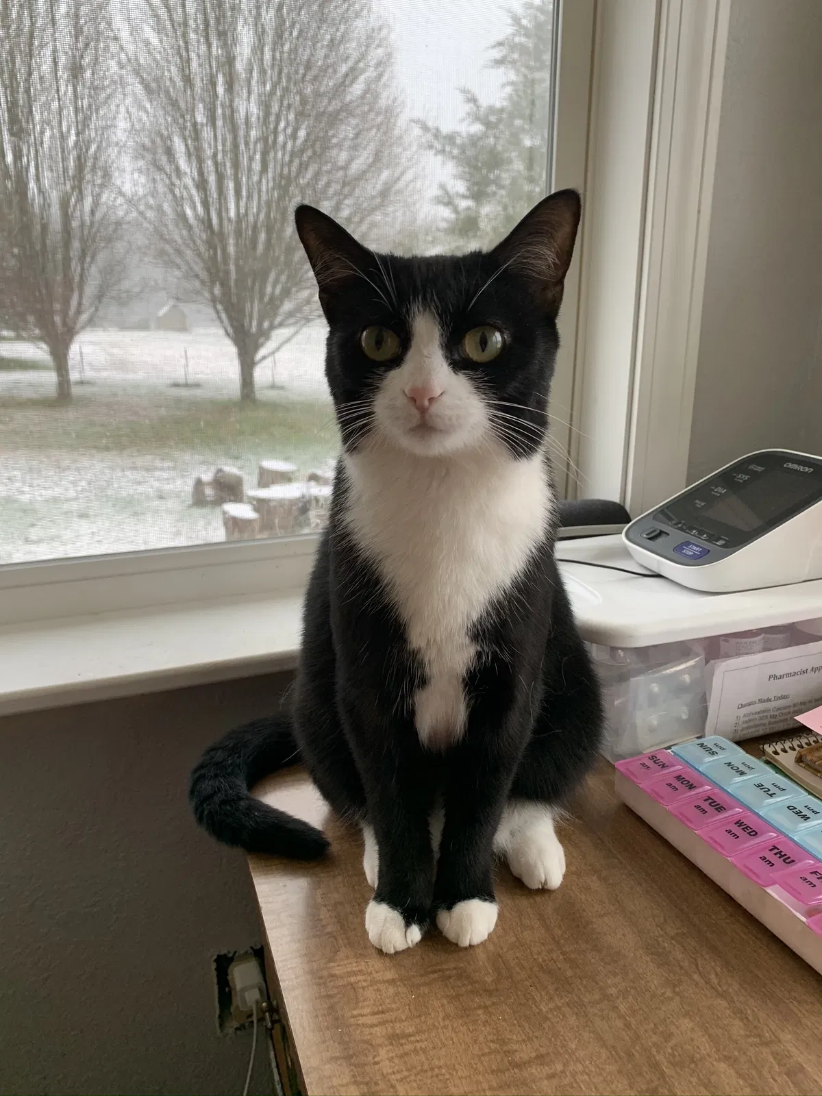 Lost cat in New Smyrna Beach, FL, 32168