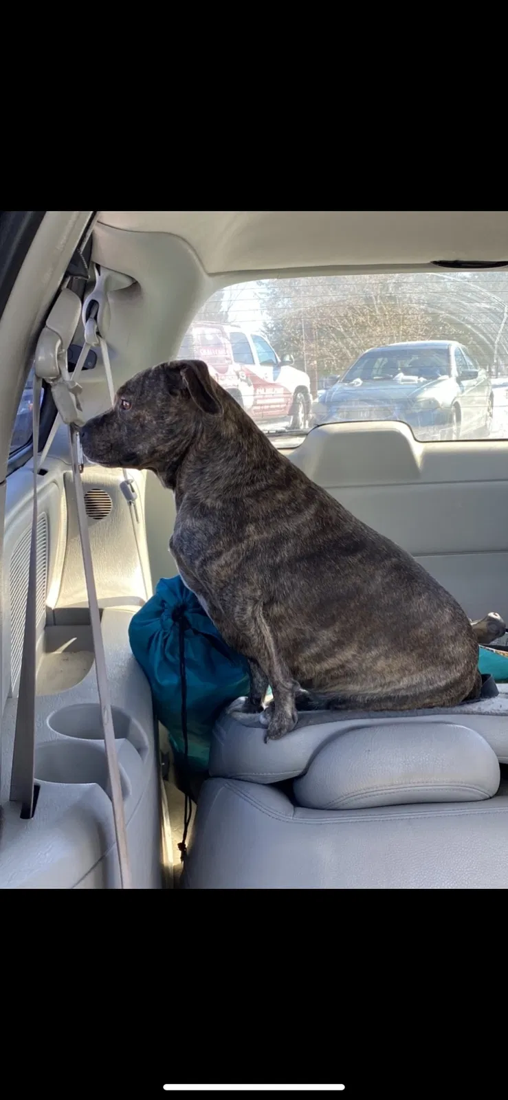 Lost dog in Connellys Springs, NC, 28612