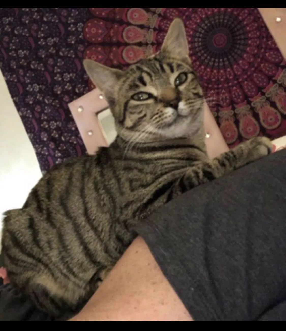 Lost cat in Munroe Falls, OH, 44262