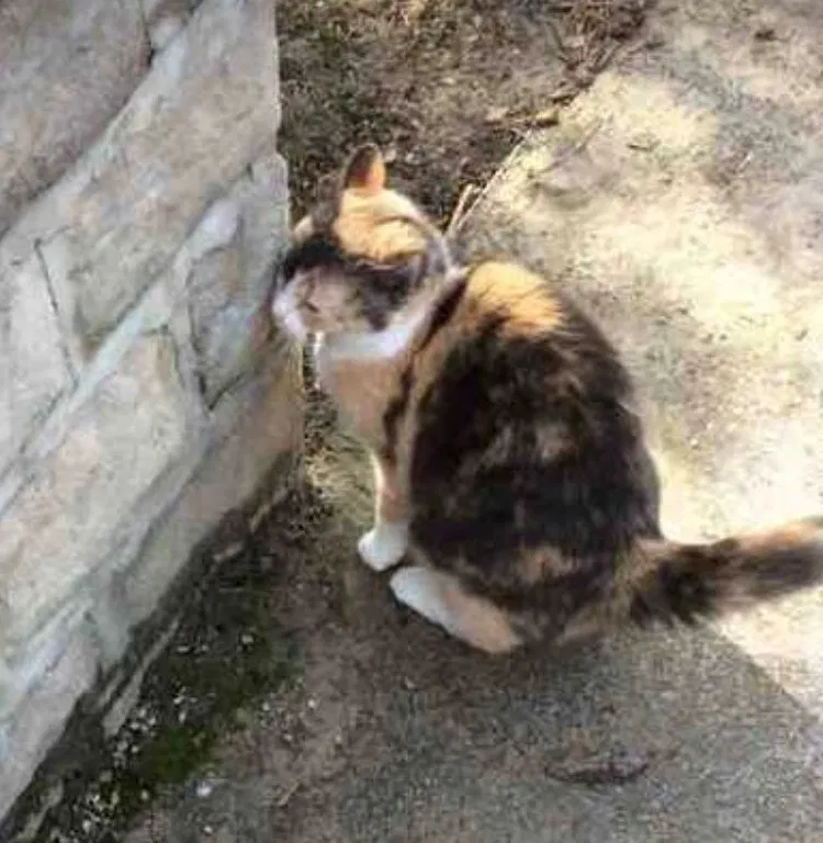 Lost cat in Westerville, OH, 43081