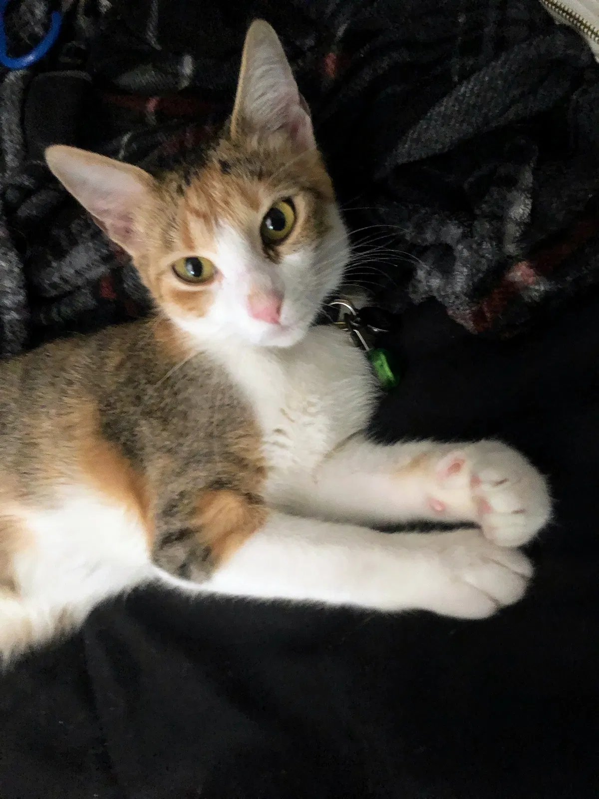 Lost cat in Dallas, TX, 75238