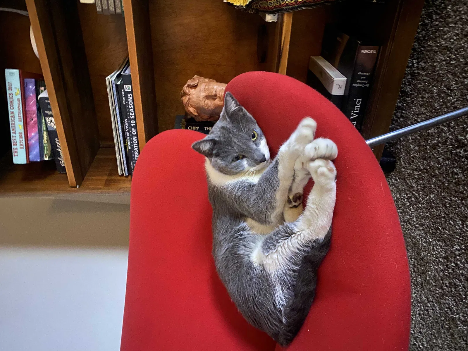 Lost cat in Denver, CO, 80214