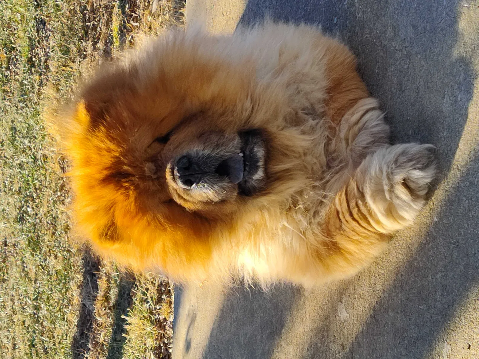 Lost dog in Grain Valley, MO, 64029