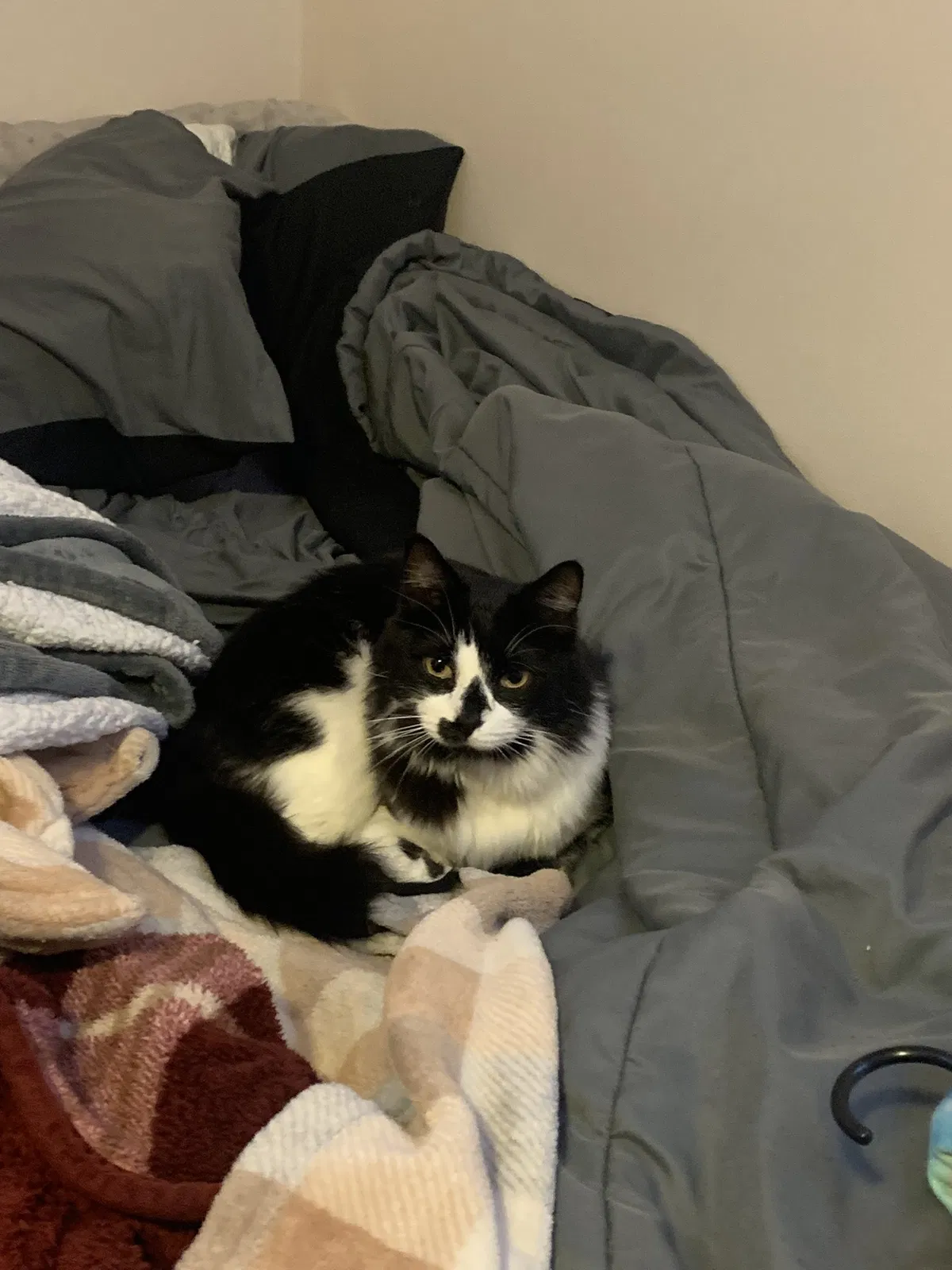 Lost cat in Denver, CO, 80236