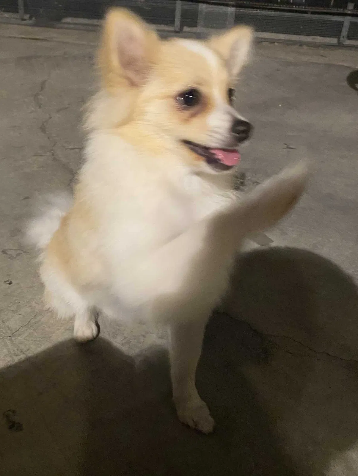 Lost dog in Los Angeles, CA, 90059