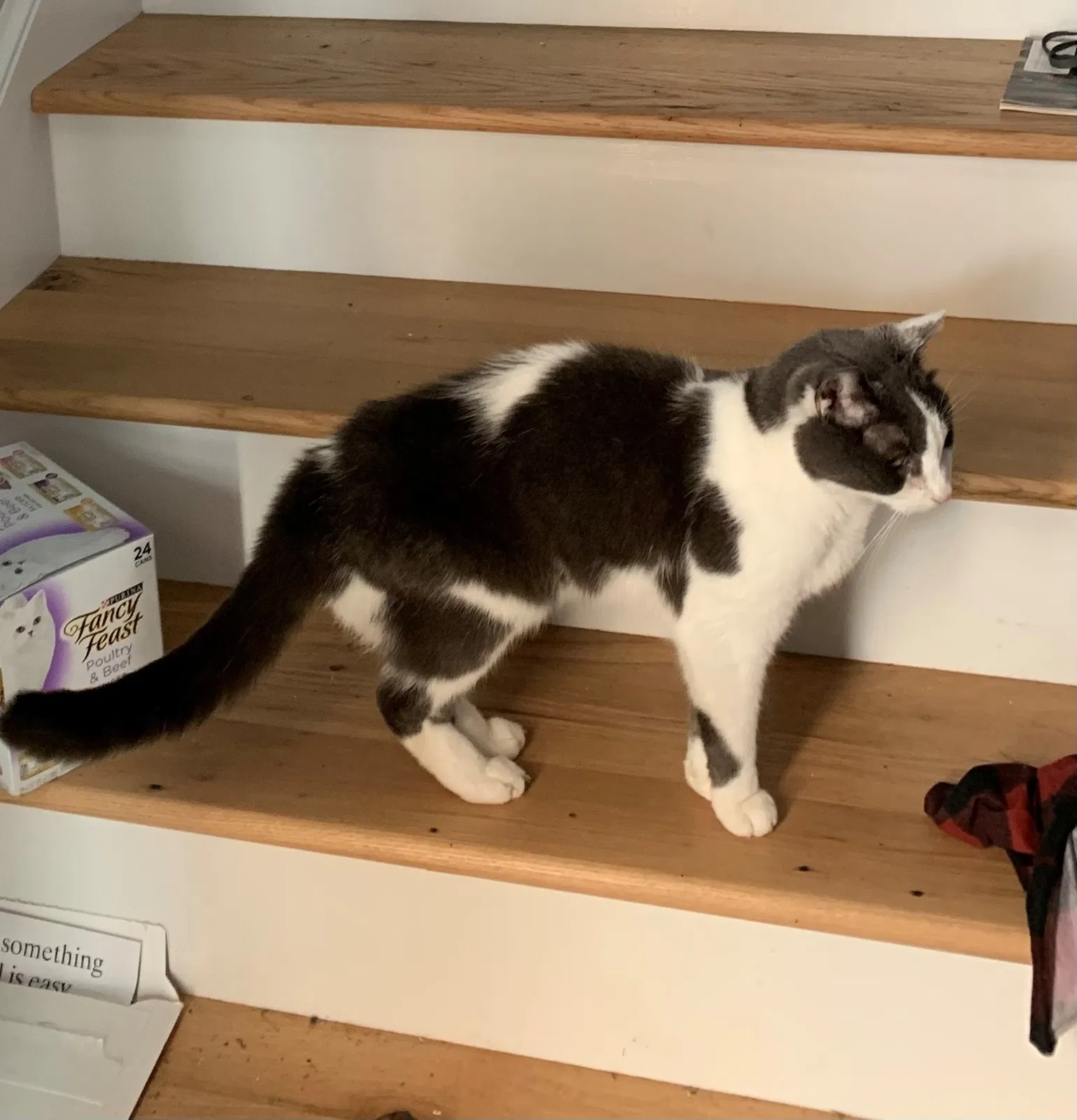 Lost cat in Derwood, MD, 20855