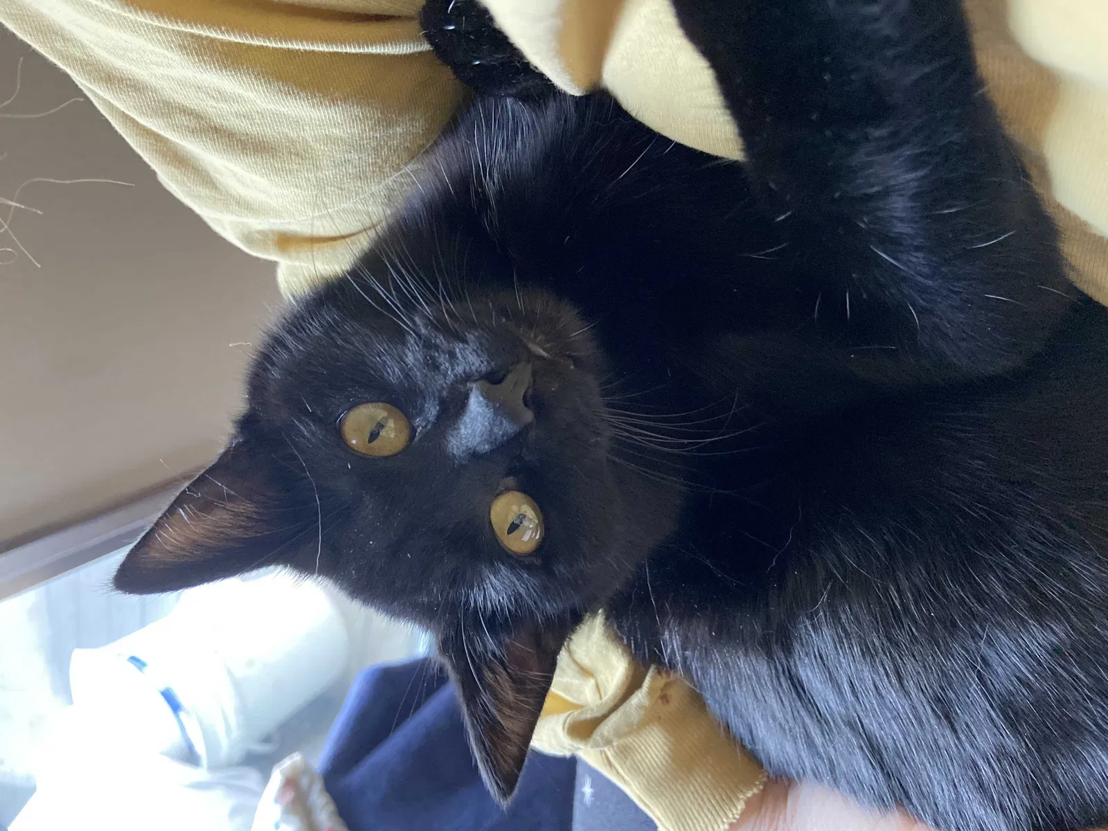 Lost cat in Pendleton, OR, 97801
