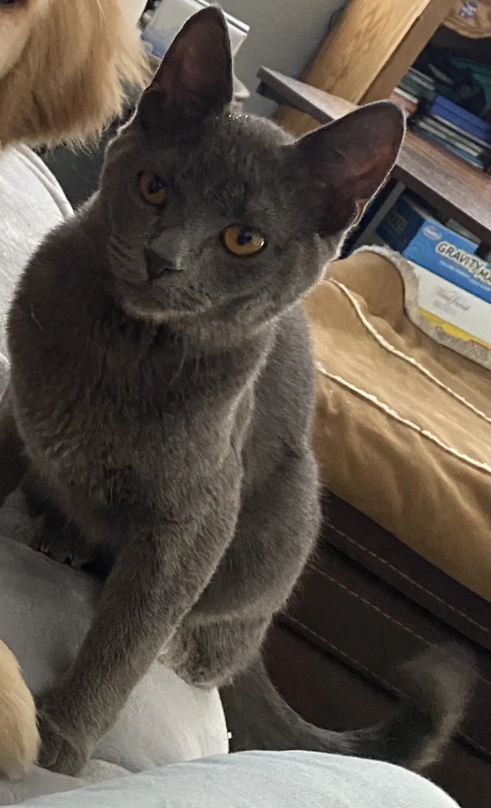 Lost cat in Las Vegas, NV, 89183