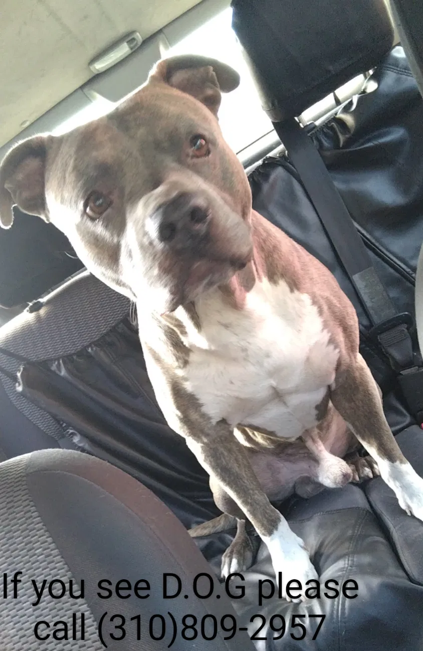 Lost dog in Los Angeles, CA, 90001