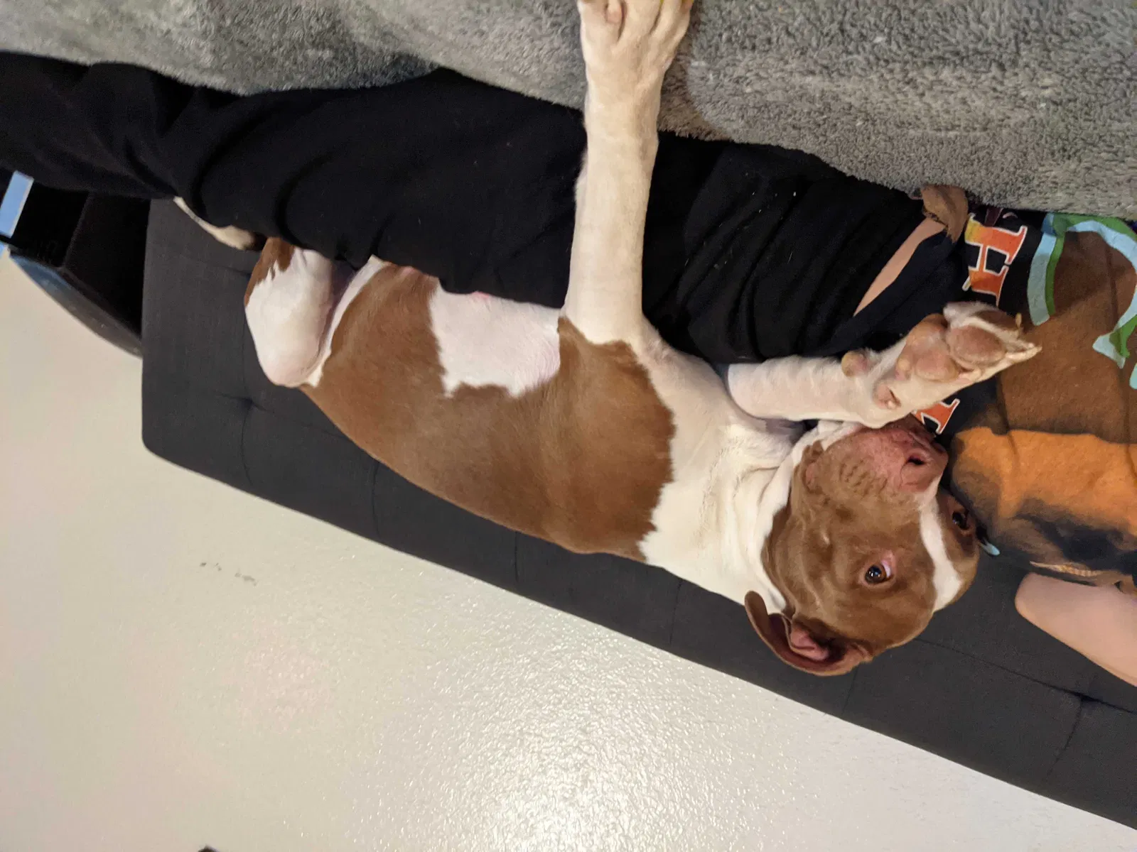 Lost dog in Rio Rancho, NM, 87124