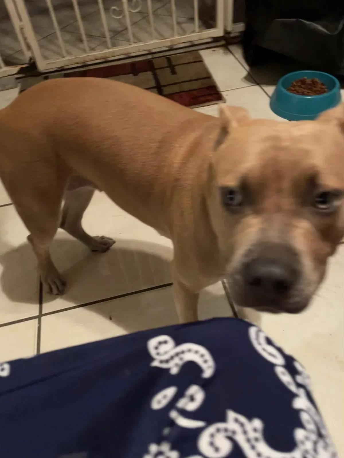 Lost dog in Hollywood, FL, 33025