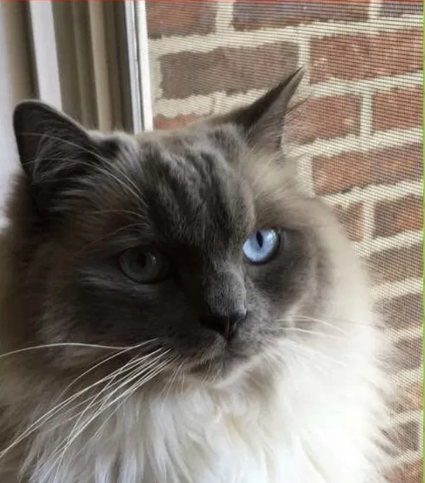 Lost cat in Anderson, SC, 29621
