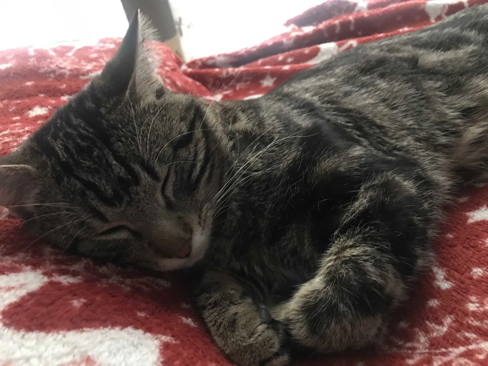 Lost cat in Denver, CO, 80229