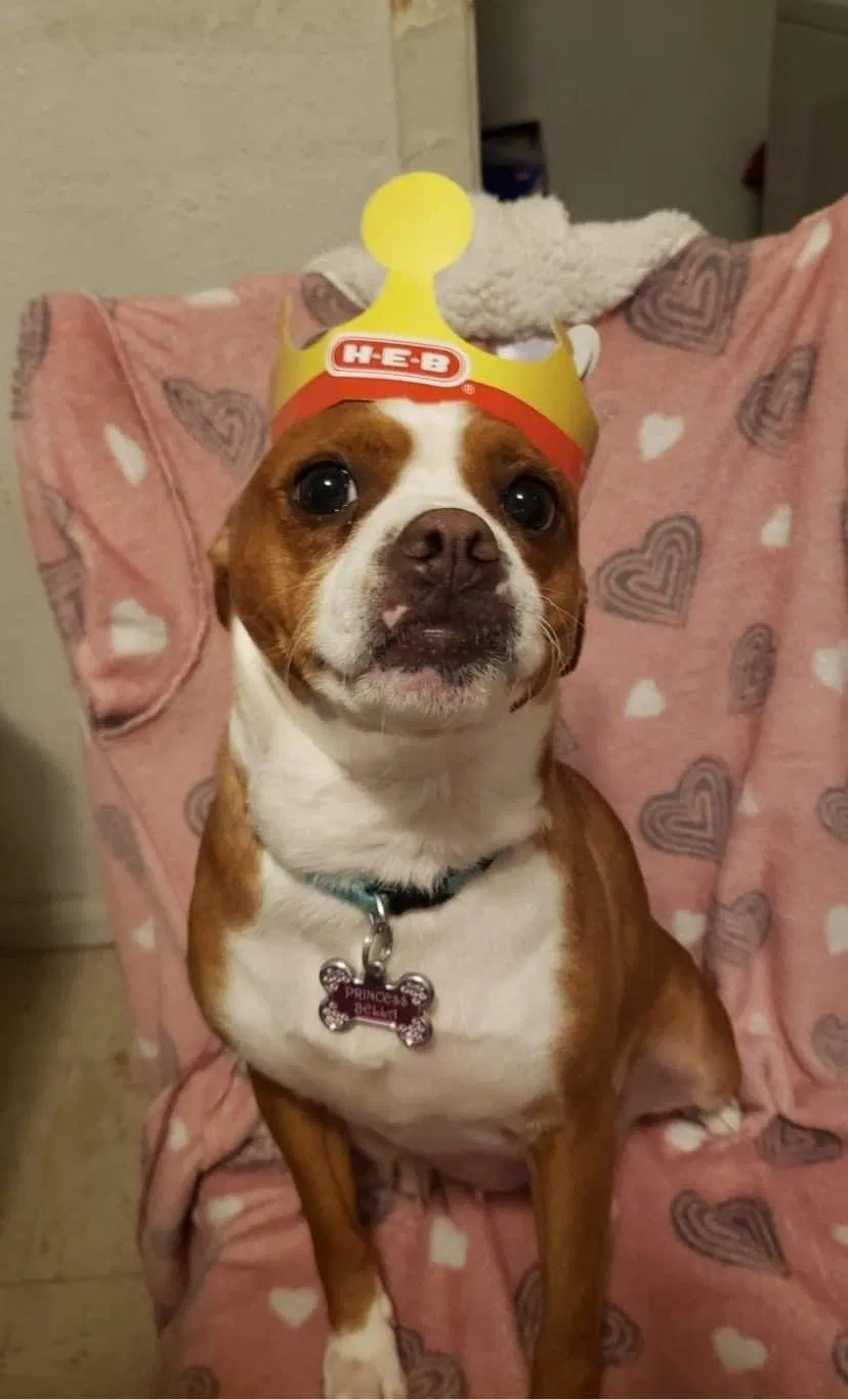 Lost dog in Austin, TX, 78704