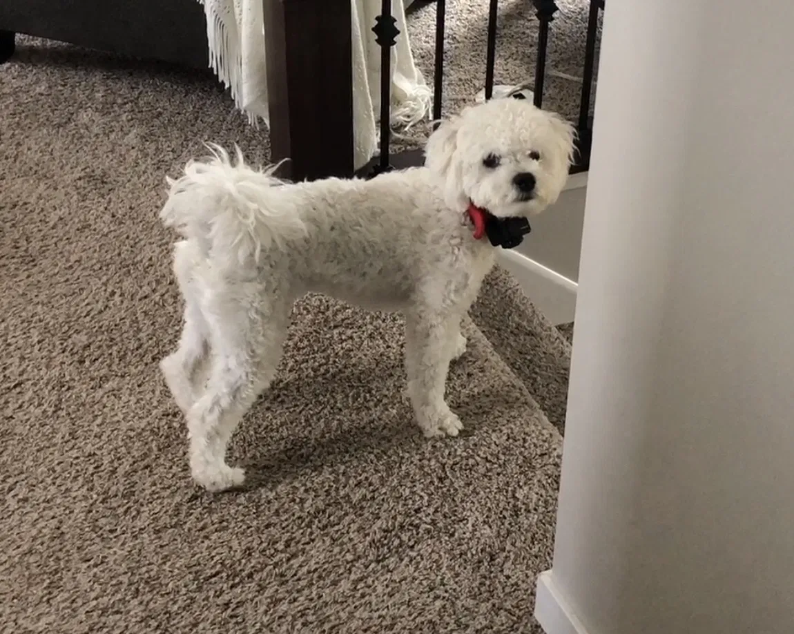 Lost dog in Hudson, WI, 54016