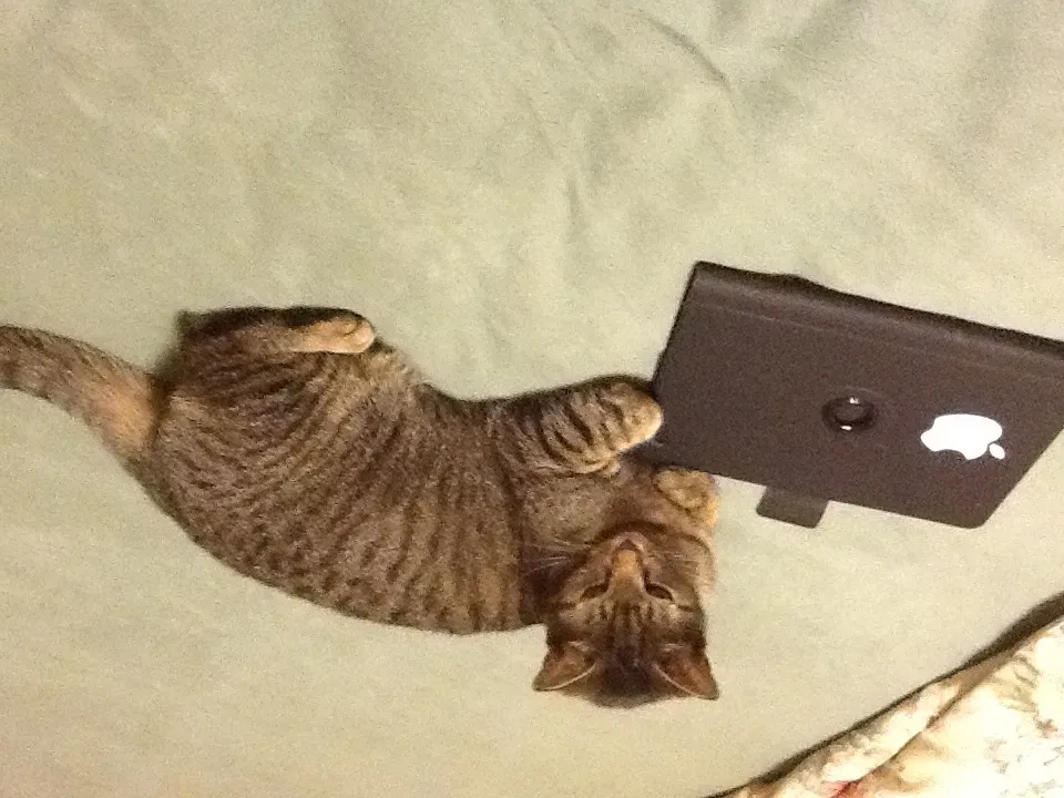 Lost cat in Yemassee, SC, 29945