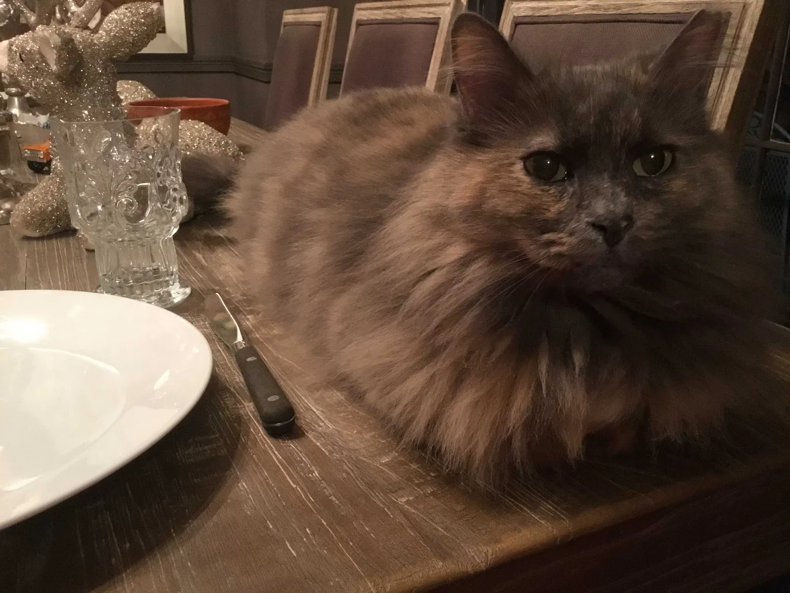 Lost cat in Stamford, CT, 6903
