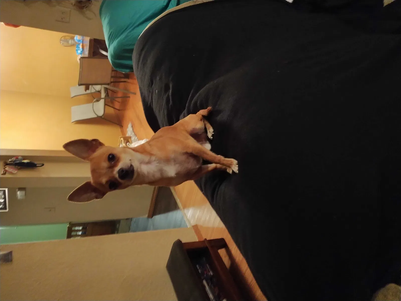 Lost dog in Lawton, OK, 73507