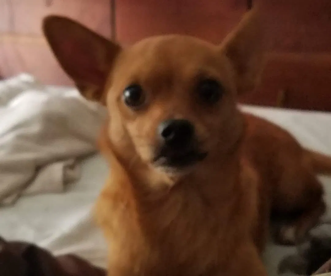 Lost dog in Oroville, CA, 95966