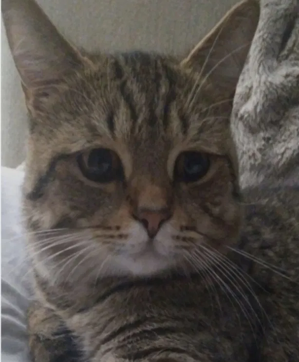 Lost cat in Wilsonville, OR, 97070