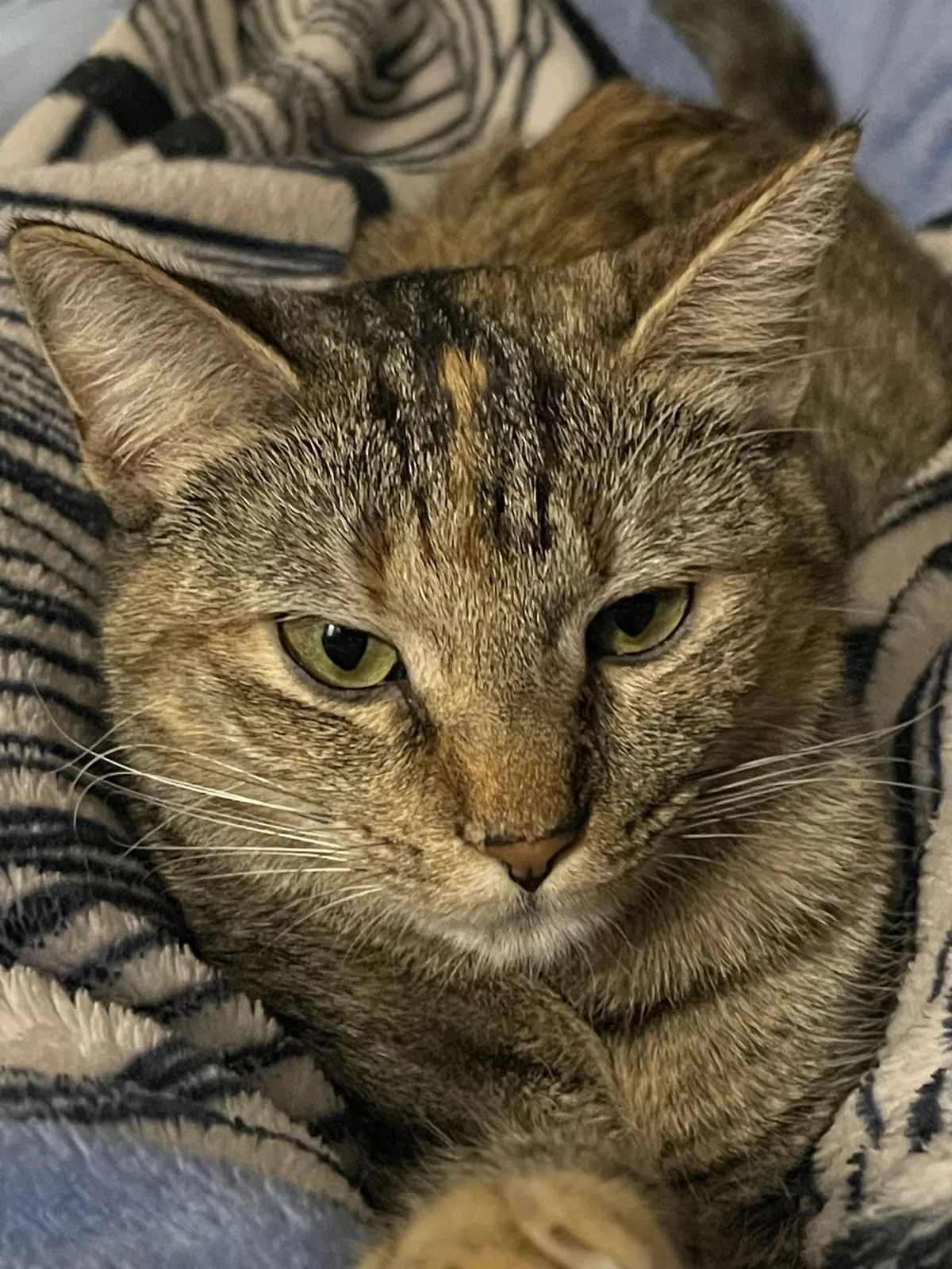 Lost cat in Millis, MA, 2054