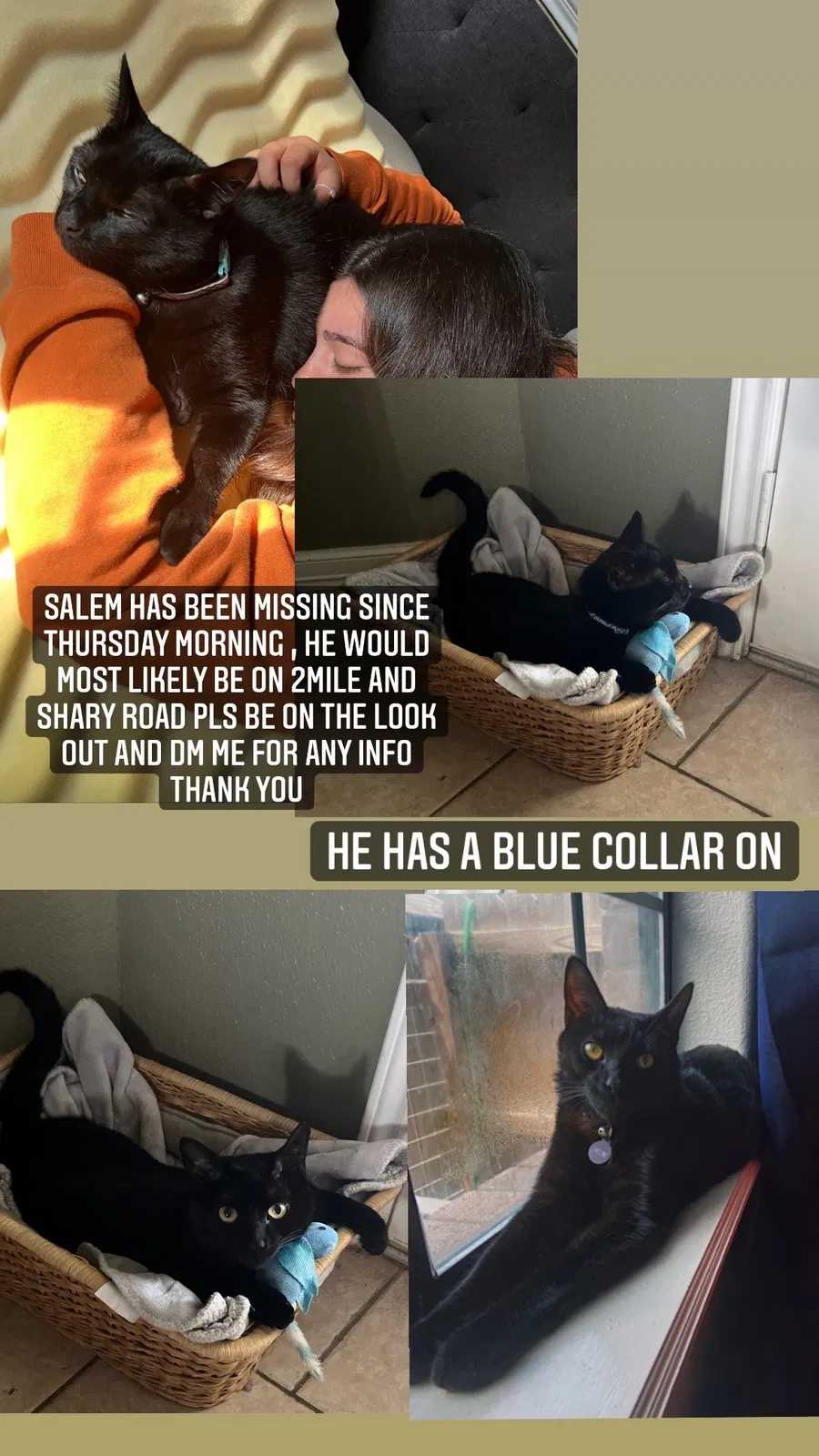 Lost cat in Mission, TX, 78574
