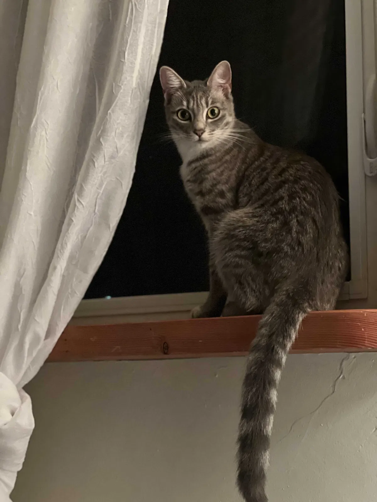 Lost cat in Oakland, CA, 94601