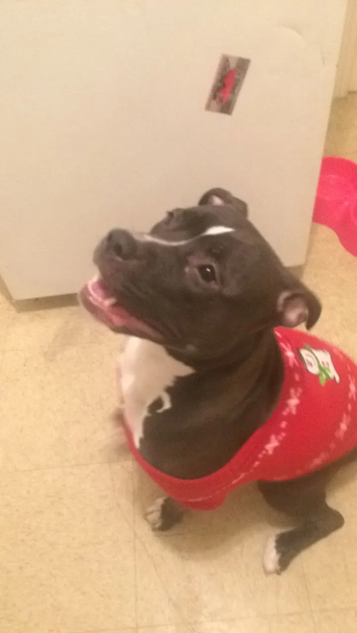 Lost dog in Manchester, NH, 3103