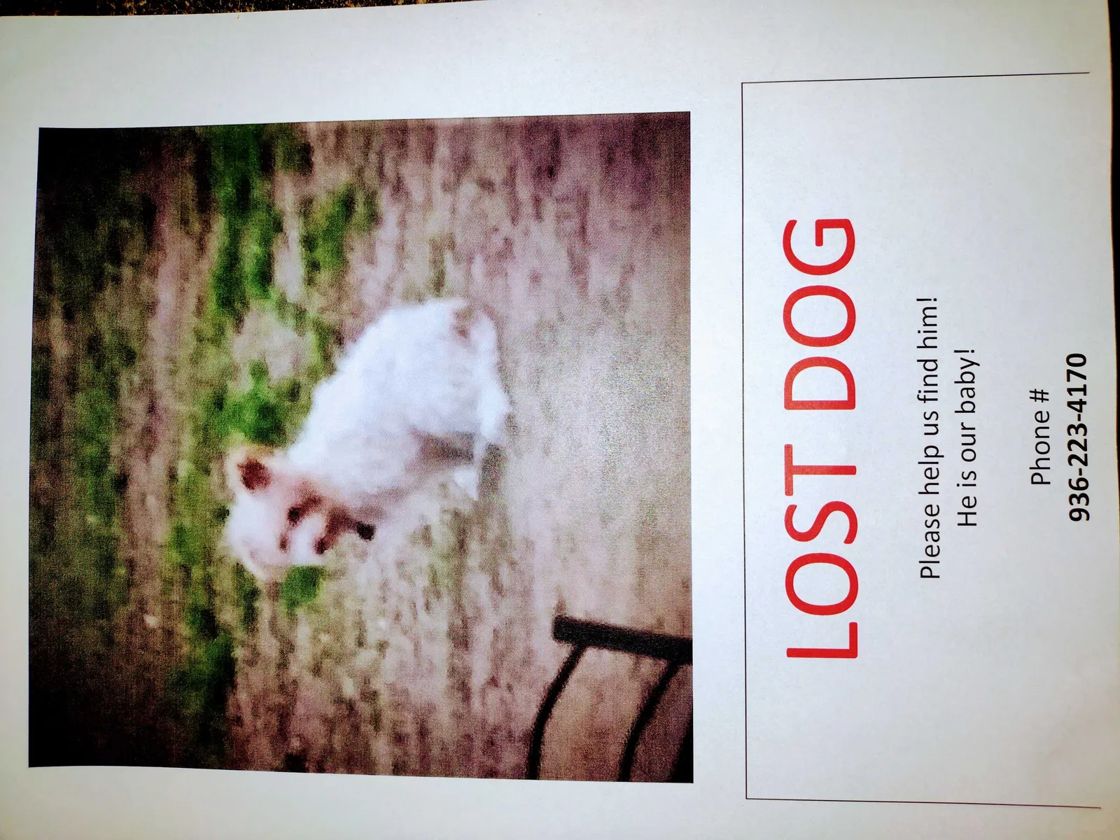 Lost dog in Houston, TX, 77093