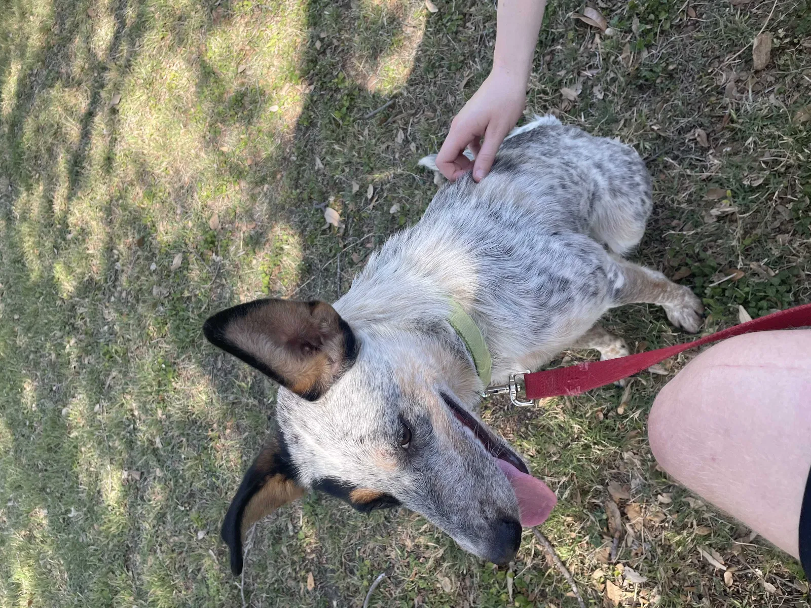 Lost dog in San Antonio, TX, 78259
