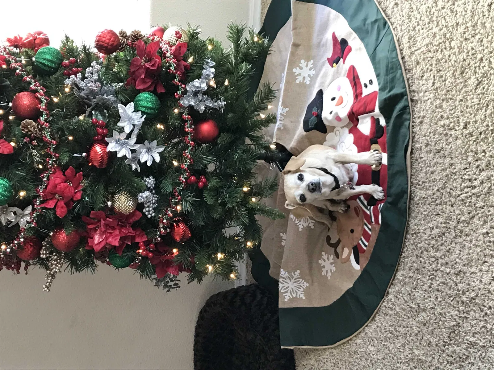 Lost dog in Whittier, CA, 90605