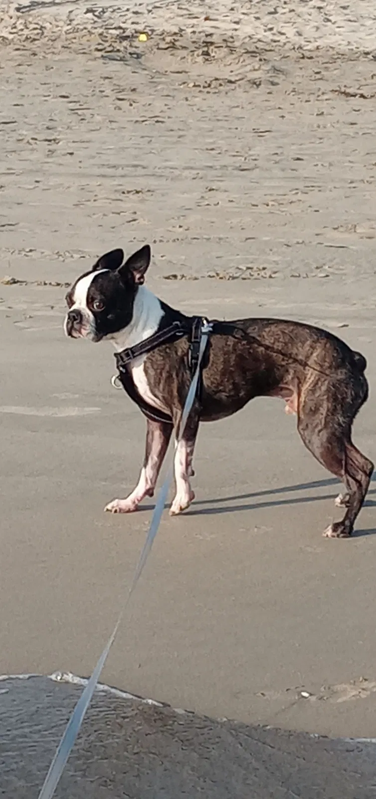 Lost dog in San Bernardino, CA, 92408