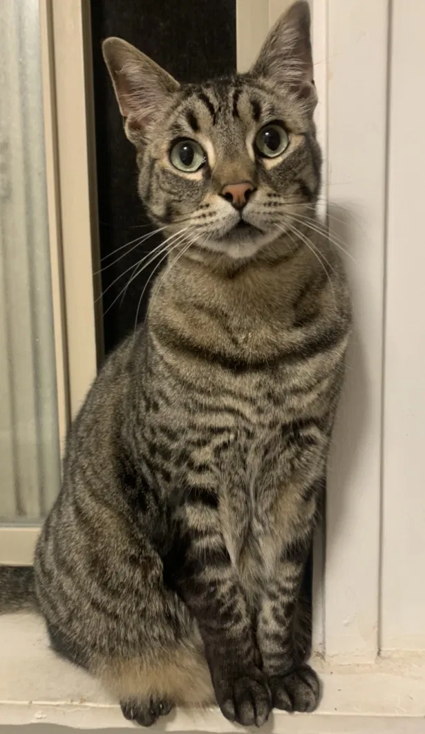 Lost cat in Seattle, WA, 98178