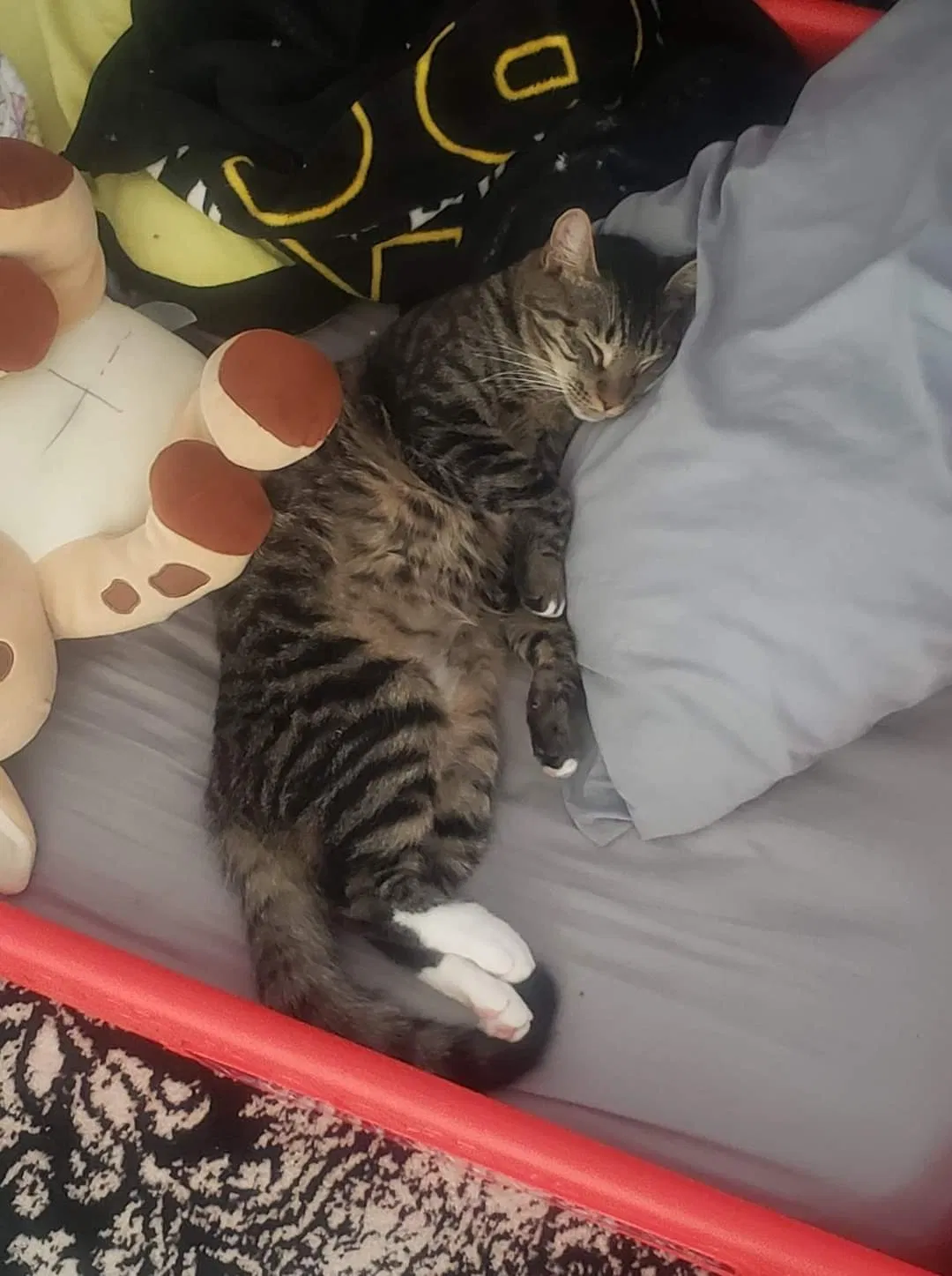 Lost cat in Cumming, GA, 30041
