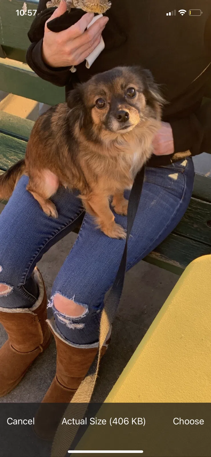 Lost dog in Venice, CA, 90291