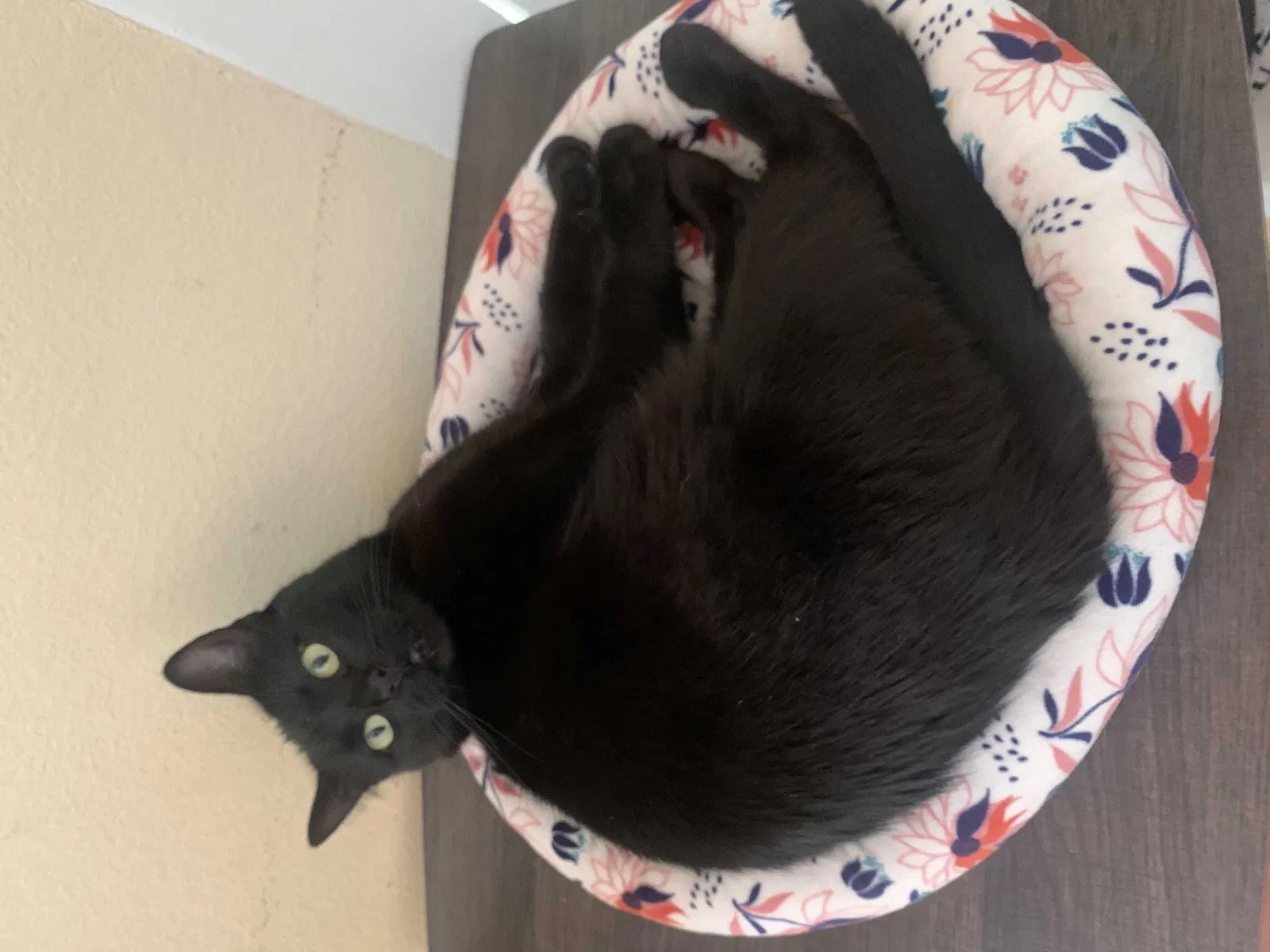 Lost cat in Long Beach, CA, 90802