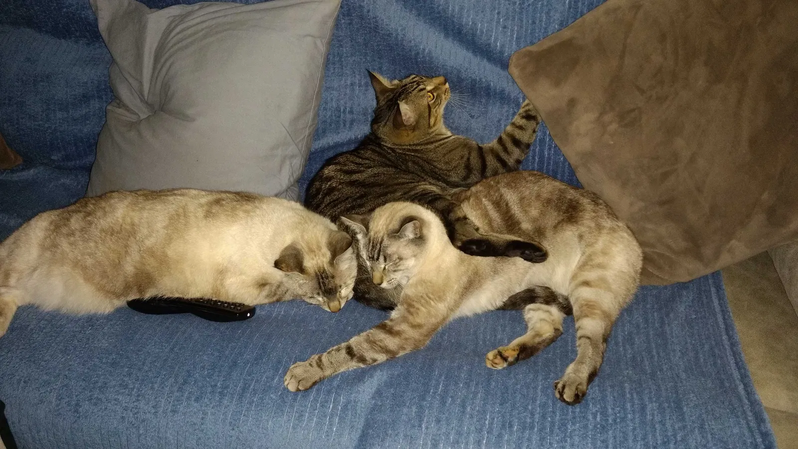 Lost cat in Sacramento, CA, 95821