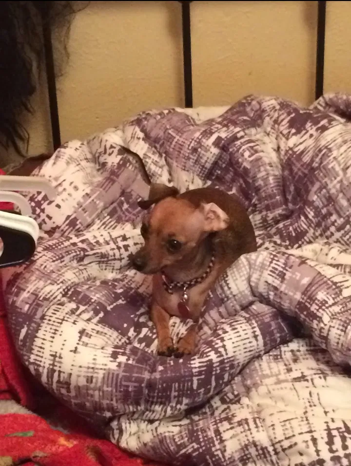 Lost dog in Waco, TX, 76711