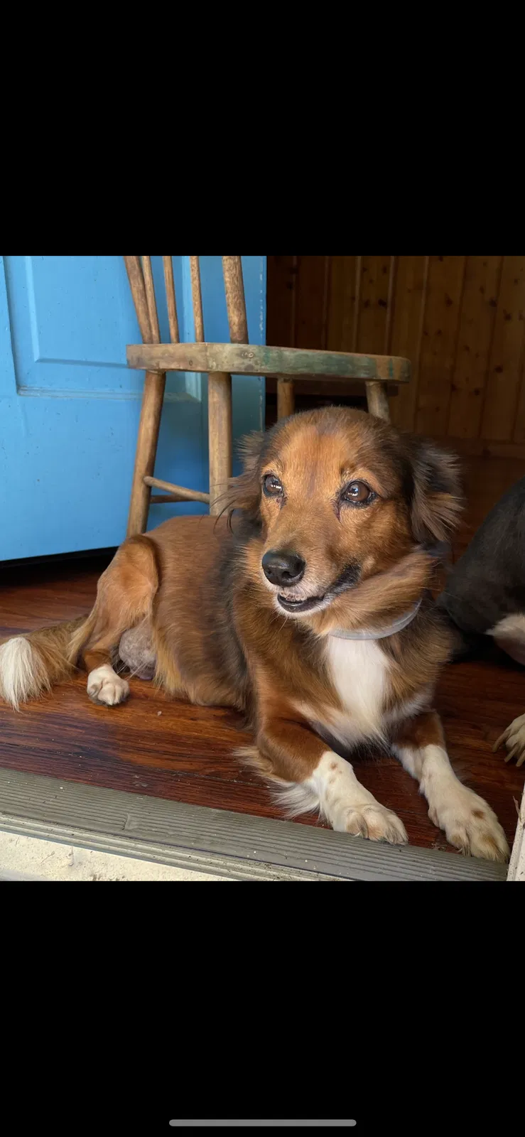 Lost dog in Pensacola, FL, 32526